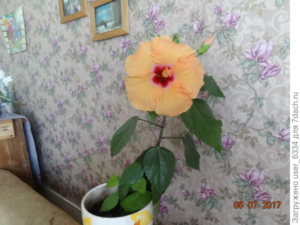 так же медленно он рос и впоследствии, только ещё через два года став &quot;трехголовым&quot; но зато цветет практически без перерыва около 9 месяцев в году.