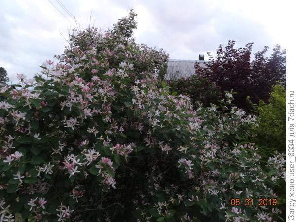 жимолость татарская