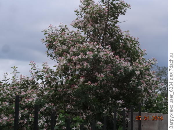 жаль недолго и без запаха.