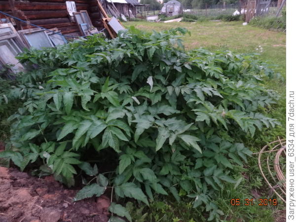 Тут фактура побогаче будет. Дягиль лекарственный берет не яркостью, а мощью и графичностью. Пик красоты впереди, когда поднимутся двухметровые стволы с уникальными для местных Сельдерейных зонтиками-шарами.
Очень доволен, что он прижился на участке, по которому неспешно передвигается. Ещё бы по окрестностям его распространить, это ж не борщевик. Растение хотя и редкое но исконное и уживается явно не везде. Во всяком случае высыпанные на опушке семена не взошли.