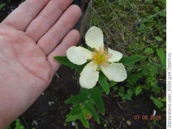 А у нас в саду растет вот такой, зверобой большой, белоцветковая форма. Родом он из Сибири. Тут подробней https://7dach.ru/user_6334/ugadaet-li-kto-polnoe-imya-effektnogo-cvetka-146502.html