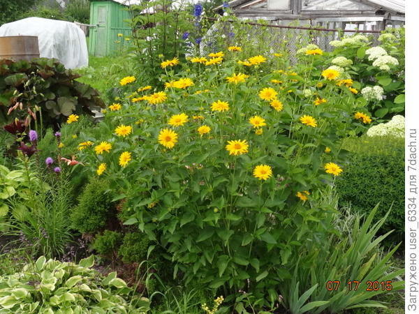 Видовой гелиопсис. А ведь есть и махровые сорта!