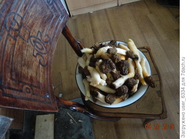 А этому стулу, послужившемуфоном для сморчков, уже за сто лет. Правда, нельзя сказать, что он "как новенький" . Сиденья с аналогичным узором все-таки протерлись и покоробились. Но я ещё помню этикетки на немецком языке на их изнанке. Судя по ним, они были куплены перед ПМВ , когда моя прабабушка. овдовев, перебралась из всем знакомого села Молвитино( "Грачи прилетели") к старшим сыновьям в Нерехту.