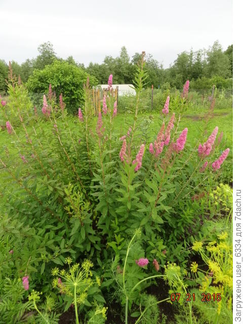 родственная ей иволистная, у которой кисти подлиннее, а оттенок поярче, только начинают цвести. Но в любом случае спиреи легко черенкуются, а Билларда с иволистной ещё и дают разбегающуюся поросль, так что куст вскоре превращается в заросли.