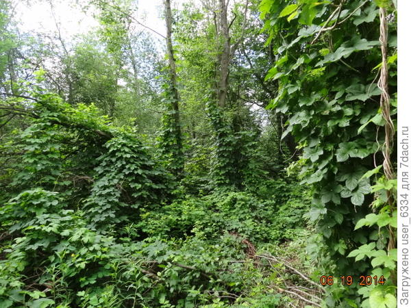 вот через такие дебри я корову на выгон вожу. По тропочке, правда.