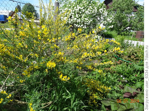 или русский