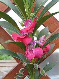 Как уже назвала Елена - Недотрога бальзаминовая. Фото из ЭДСР