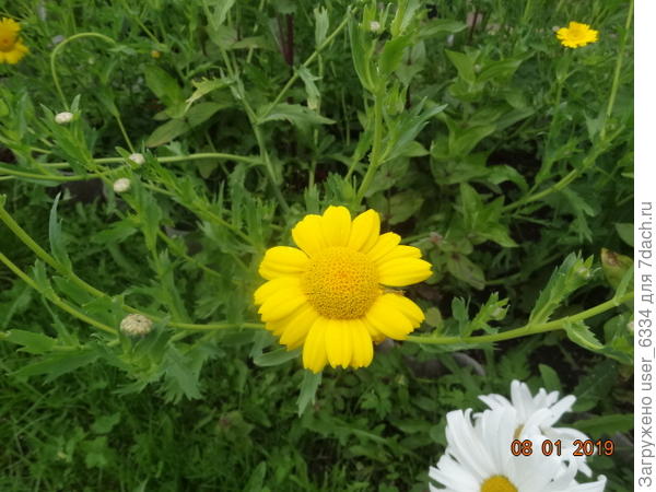 Куст получше