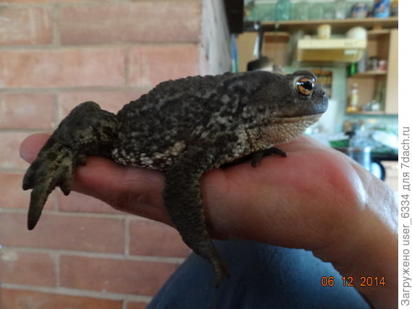 жаб жабыч сковородкин