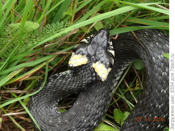 Треугольная голова и хорошо виден переход от неё к туловищу. Правда, это он так меня пугает. В целом у гадюковых голова действительно несколько шире, но у степной и кавказской гадюк, а также у щитомордников это выражено очень неясно, по сравнению  с ужами. А если у нерадивого любителя террариума сбежит молодая кобра или плетевидка, то Вы можете убедиться, что и у ядовитых змей голова отличненько сливается с телом.