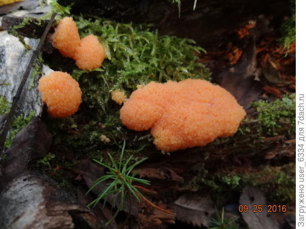 вот такими к примеру