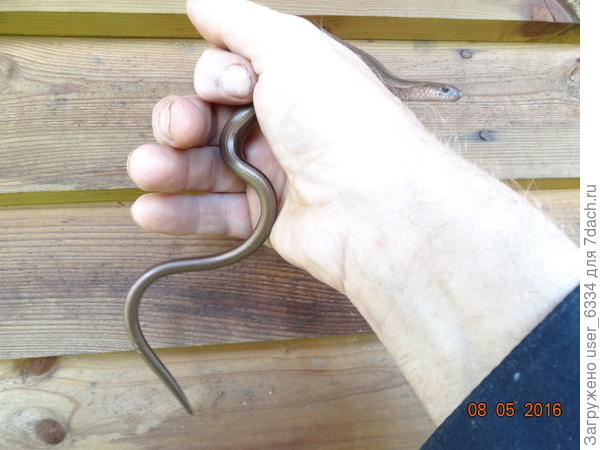 степень опасности ясна из этой фотки