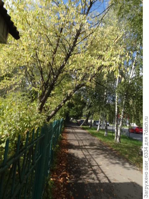 Черемуха Маака в Костроме.