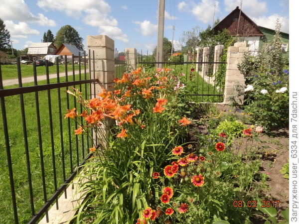 вот такой миксбордер  из него с другим субдекоративным сорняком, бальзамином железконосным