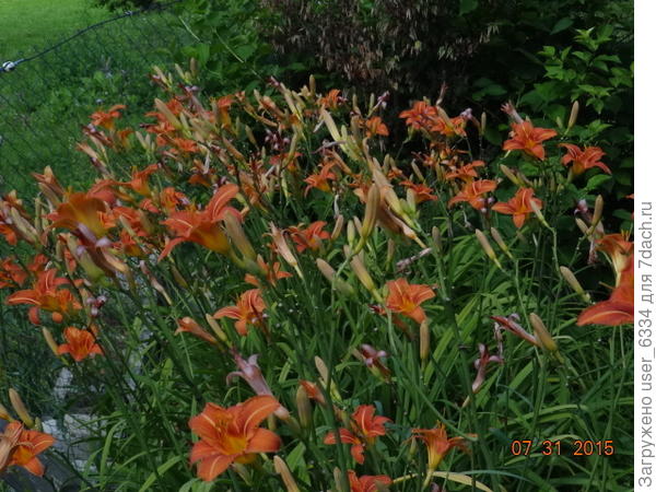 причем в довершение всех достоинств, он ещё и съедобен! Молодые листья, особенно их нижние белые части, очень вкусны в весенних салатах, пробовали не раз.  Цветы же и кубни отведать пока не собрались, хотя Н. Замятина пишет об их довольно высоких вкусовых качествах. Клубни едят сырыми и вареными, цветы, даже уже увядающие к концу дня, варят и жарят, после чего они приобретают весьма своеобразный вкус. А нераспустившиеся бутоны солят и маринуют по огуречным рецептам, как корнишоны, которых они напоминают видом и вкусом.. За подробностями отсылаю к замятинской &quot;кухне робинзона&quot;