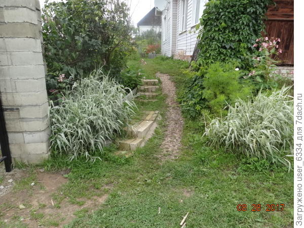 Самый &quot;белейше-зеленейший&quot; вот на этом фото, фалярис ( двукисточник) тростниковый, старинный неубиваемый декоративный злак. Исходная форма влаголюбива, она растет преимущественно вдоль наших речек, но культурный опрыск довольствуется обычными , не то что клумбовыми, а подзаборными условиями. Очень агрессивен, разрастается подобно пырею, потому его надо на таких маленьких участках как у Вас, жестко ограничивать.