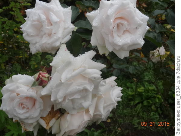 низенькая и беленькая