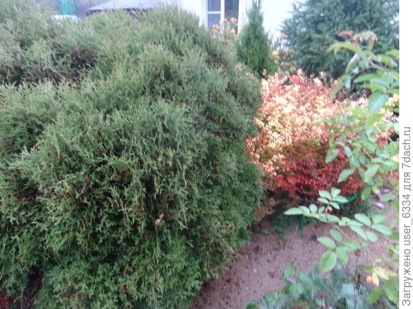 в окружении соседей. Кусту &gt; 15 лет, выдержал переезд за 200 км