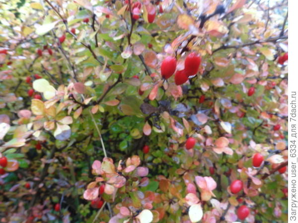 он же , ягодки