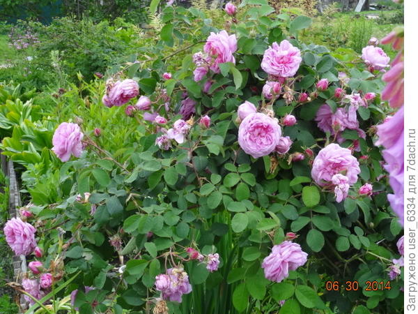 Вот эта розочка из числа каких-то старинных парковых сортов ползет побегами ровно пырей какой, прости осспадя.