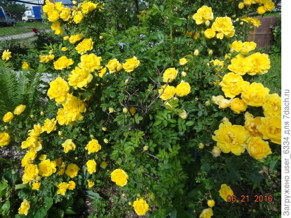 У него ещё странный запах, напоминающий мне "аромат" липовой мочалки. Это сорт розы вонючей(Rosa foetida), Персиан Йеллоу. Несмотря на непродолжительное цветение он нам очень нравился, но увы - нынешняя весна была последней в его жизни. Мы покупали его по почте, куст был привитой и со временем привой отторгся, заместившись побегами того самого шиповника собачьего. А перевести на собственные корни так и не удалось, черенкованию желтые розы поддаются априори хуже, чем кусты прочих расцветок, не удались даже отводки. Если у Вас куст корнесобственный, то наверно , можно его поделить.