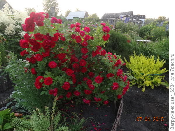 Натыкайте их в грядку наклонно, как смородину,освежив нижние срезы и накройте стеклянными литровками. Если приживется - потолкуем дальше об агротехнике.