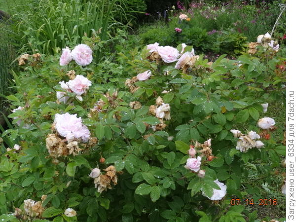 "Бело-розовая старинная" - аналог той, с которой начали разговор. Различий много, но они несущественные. Такая же невысокая, раскидистая, порослевая.