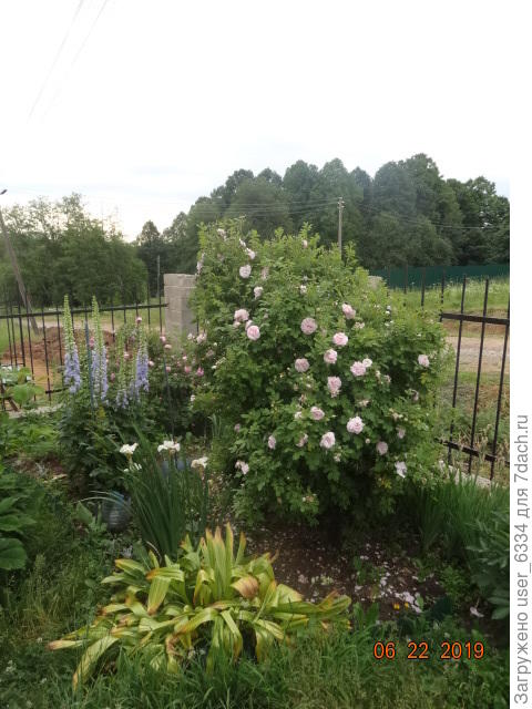 Парковая ремонтантная. Прямостоячий куст, цветет все лето, сейчас он уже под два метра, размножается порослью, но не спеша, душистый. Недостаток - совершенно не выносит дождя. нынче 80% бутонов просто не раскрылись, но в солнечную погоду поражает. Приживутся ли черенки - не знаю, не пробовали, но если да - то лучшего варианта "прикрыть забор" Вы вряд ли найдете.