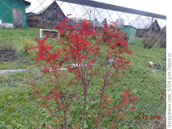 осенний наряд шиповника бедренцеволистного