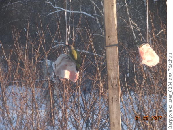 седой дятел