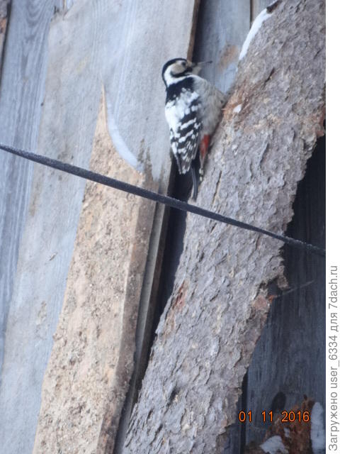 белоспинный дятел