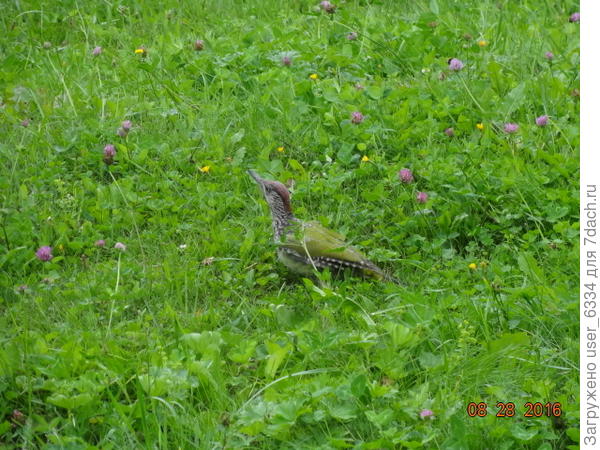 зеленый дятел. Шапка у обоих полов почти во всю голову. У этого молодого - скорей коричневая, чем красная.