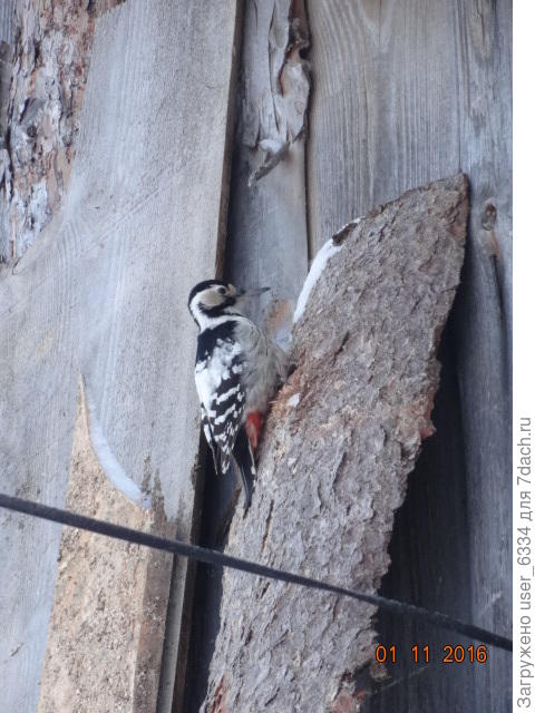 вот Вам ещё белоспинного дятла.  Хотя от БПД он отличается совсем немного. Я когда фотографировал, об этом и не подозревал, только приехавшая в гости подруга. у которой биологическое образование было более систематическим, указала мне на эту особенность.