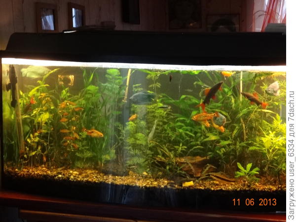 один из моих прошлых аквариумов