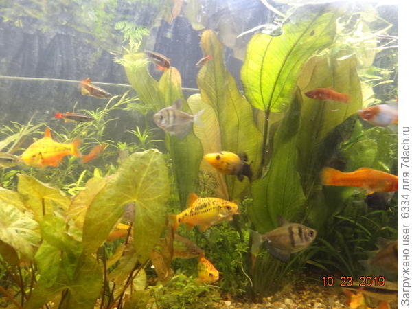 ...нынешний...