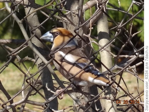 не такой , часом?