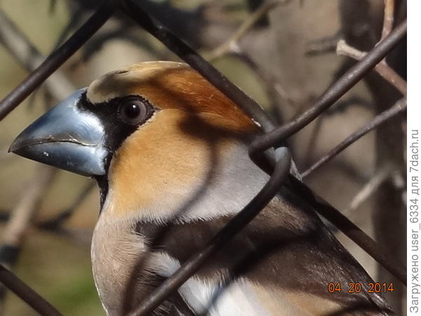 самая первая и самая удачная фотосессия птицы в моей практике. Но я снимал его с 2 метров. Взлетев с дорожки, где подбирал прошлогоднюю падалицу боярышника, он залез в куст этого самого боярышника и оттуда поглядывал на меня, словно понимал, что за рабицей и пятисантиметровыми колючками я его не достану. Подтвердив тем самым реноме флегматичной и &quot;рассудительной&quot; птицы.
