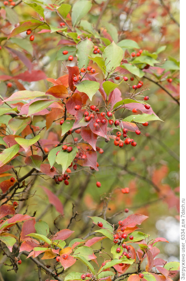 и с ягодками