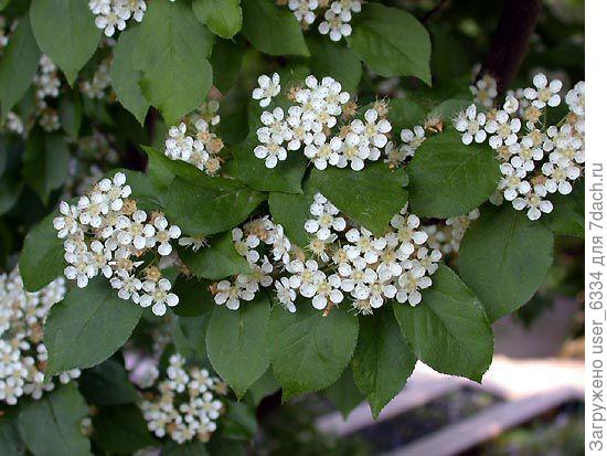 она же в цветах