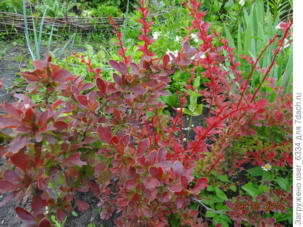 а более высокорослый &quot;Голден Ринг&quot; демонстрирует большой разброс , от таких же краснолистных и даже с фирменной каемочкой, до чисто-зеленых, но с очень приятной осенней раскраской.