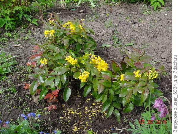 Вот такая трехлетка. Зимовала под укрытием( в неотапливаемой теплице)