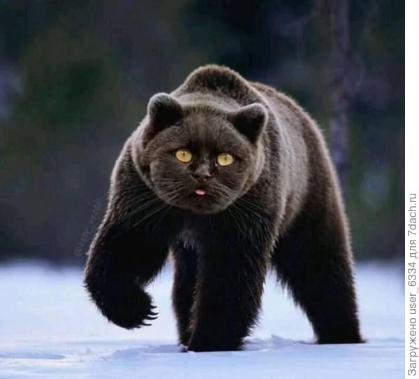 Вот вам йольский котик от Михаила Арсеньевича Кречмара, о котором я неоднократно упоминал. Напомню, М.А. - видный спец по крупным хищникам Палеарктики, особенно бурому медведю...