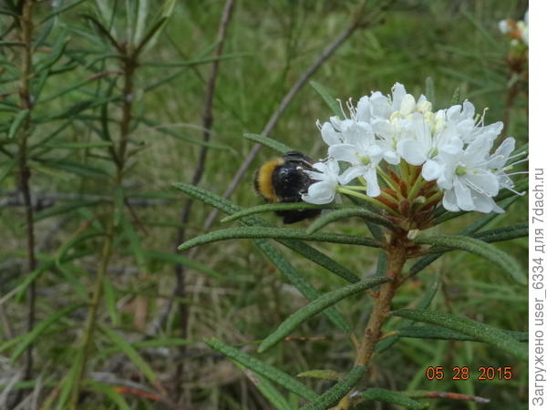 Крупным планом и со шмеликом