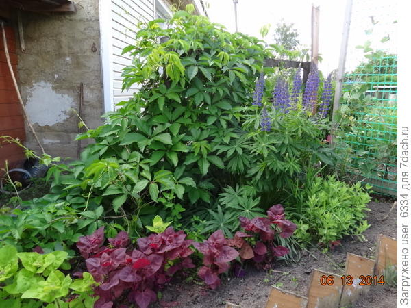 ...это хоть и не огород, но лебеда тоже не сеяная. Слева - её зеленый вариант