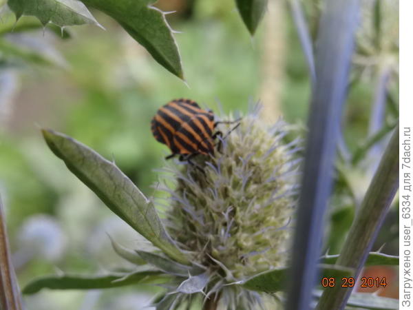 Да, и не только нам он нравится. Линейчатого или итальянского клопа не смущает его нестандартный для зонтичных вид и он безошибочно определяет нужное семейство( на цветах других семейств эти клопы никогда не были замечены!)