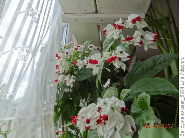 встречал упоминания о том. что некоторые его культивируют с листвой круглый год, но наш облетает в ноль, торчать страшные сухие прутики