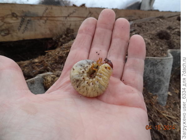 Носороженька потолще будет