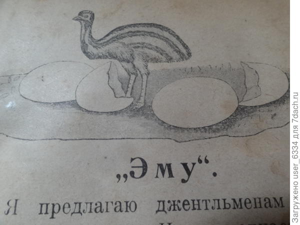 И, конечно, эму