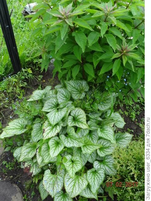 бруннера широколистная "Джек Фрост"