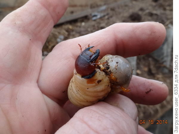 и её ротовой аппарат. В моих компостных коробах они иногда килограммами разводятся. Не трогаю.